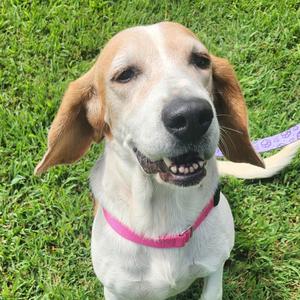 Lil' Girl, Beagle, senior, available for adoption