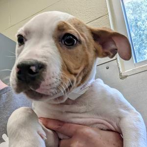 Dutton, Terrier, American Pit Bull, puppy, available for adoption