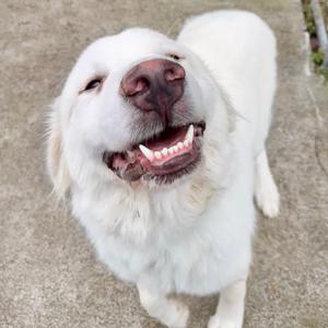Pirate, Pyrenees, Great, young, available for adoption