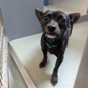 Duke, Chihuahua, adult, available for adoption