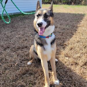 A german shepherd mix dog sits outside on dry grass with its tongue out and a colorful collar.