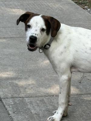 Binni, Hound, adult, available for adoption
