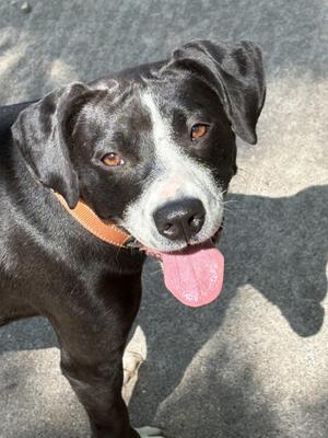 Effie, Border Collie, young, available for adoption