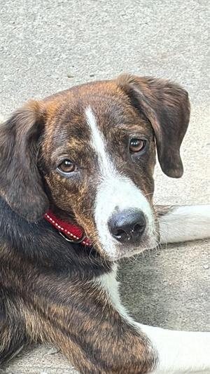 Della, Hound, adult, available for adoption