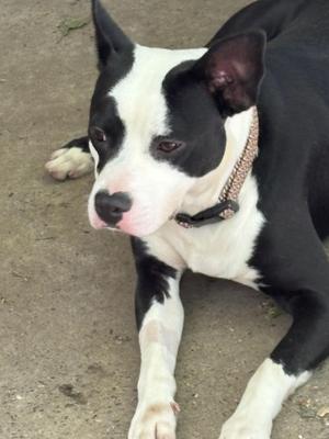 Andy, Bull Terrier / Boston Terrier, young, available for adoption