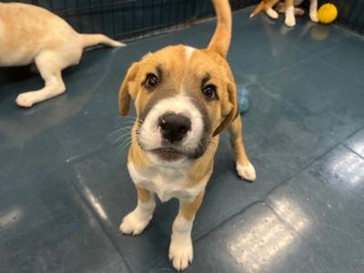 Calamari, Chinese Sharpei Mix, puppy, available for adoption