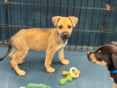 Goodles, Labrador Retriever and German Shepherd Dog, puppy, available for adoption
