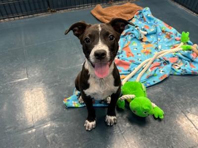Treble, American Staffordshire Terrier Mix, puppy, available for adoption