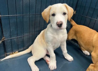 Cheese Curd, Chinese Sharpei Mix, puppy, available for adoption