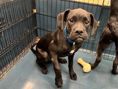 Violin, Boxer Mix, puppy, available for adoption