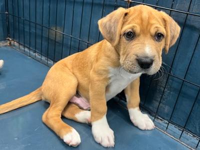 Bloomin Onion, Chinese Sharpei Mix, puppy, available for adoption