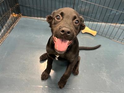 Guitar, Boxer Mix, puppy, available for adoption
