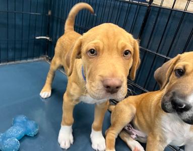 Fried Pickle, Chinese Sharpei Mix, puppy, available for adoption