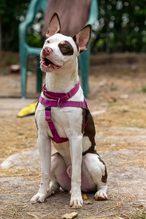 Ace, Bully American  - Standard Mix, young, available for adoption
