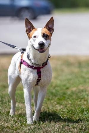 Gertie, Hound Mix, young, available for adoption