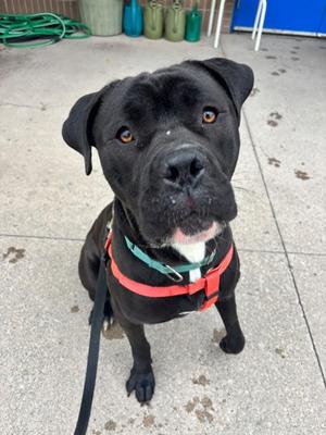 Rip, Bulldog Mix, adult, available for adoption