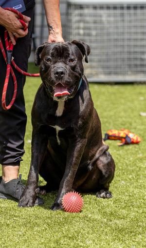 Rip, Bulldog Mix, adult, available for adoption
