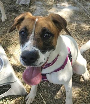 Peppa, Hound Mix, young, available for adoption