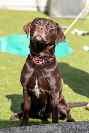 Bella, Labrador Retriever Mix, adult, available for adoption
