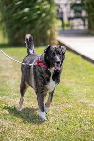 Jack, German Shepherd Dog Mix, adult, available for adoption