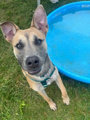 Winnie, Labrador Retriever Mix, young, available for adoption