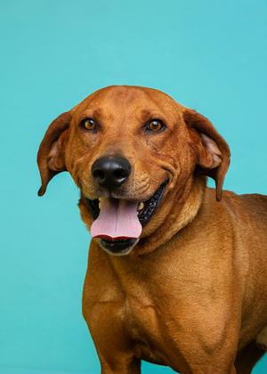 Applejack, Redbone Coonhound Mix, senior, available for adoption