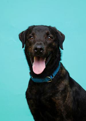 A black dog with a blue collar is sitting against a teal background. The dog has its mouth open, showing its tongue, and appears to be panting. Its ears are floppy, and it has a shiny coat.