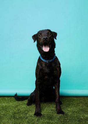 Shadow, Labrador Retriever Mix, young, available for adoption