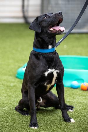 Prince, Bulldog and Labrador Retriever, adult, available for adoption