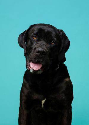Georgie, Cane Corso Mix, adult, available for adoption