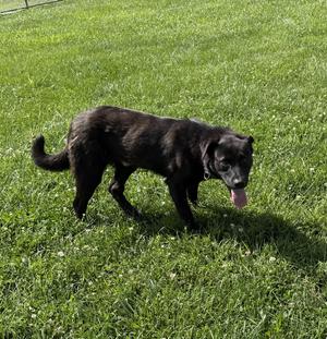 Jack, Labrador Retriever, adult, available for adoption