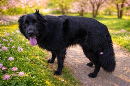Boba, Chow Chow, adult, available for adoption
