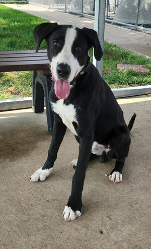 Gus, Great Dane / German Shepherd Dog, young, available for adoption