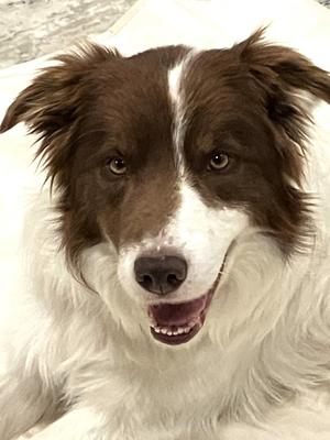 Copper, Border Collie and Irish Setter, adult, available for adoption