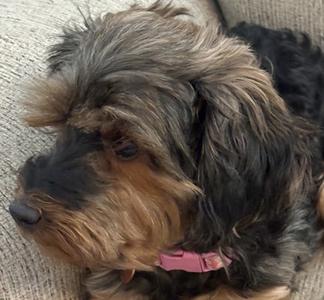 Tawny, Yorkshire Terrier and Poodle - Miniature, adult, available for adoption