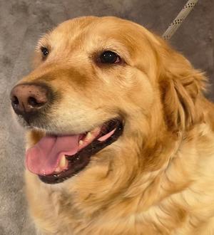 Lola, Golden Retriever, adult, available for adoption