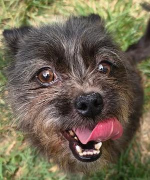 A close-up of a small dog with a shaggy black and brown coat, its tongue out, looking up at the camera with bright eyes.