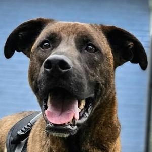 Archie (48031082), Tennessee Treeing Brindle Hound Mix, adult, available for adoption