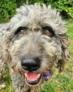 Fancy, Poodle - Standard and Schnauzer - Giant, young, available for adoption