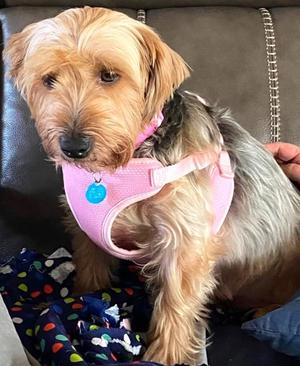 Roxie, Yorkshire Terrier, adult, available for adoption
