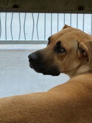 Ophie, Great Dane Mix, young, available for adoption