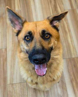A close-up of a German Shepherd dog looking up at the camera with its tongue out, standing on a wooden floor.