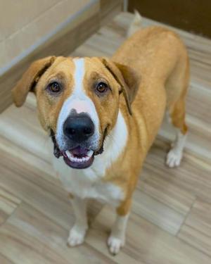 A brown and white dog standing on a wooden floor, looking up with its mouth open and tongue visible.