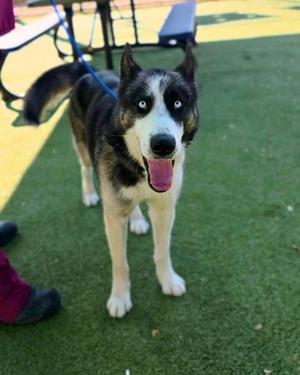 A black and white husky dog with blue eyes standing on green grass, wearing a blue leash, and looking directly at the camera with its mouth open and tongue out.