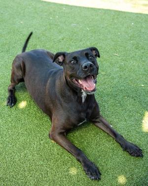 A black dog lying on green artificial grass with its mouth open, appearing happy and playful.