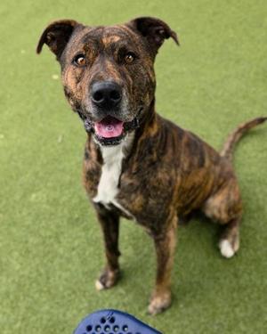 A brindle colored dog with white markings on its chest is sitting on a green surface.