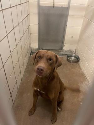 Kipper, Labrador Retriever Mix, young, available for adoption