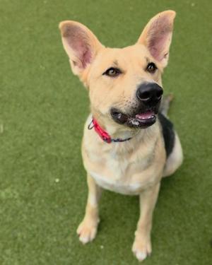A tan and black dog with pointed ears wearing a red collar sits on a green surface.