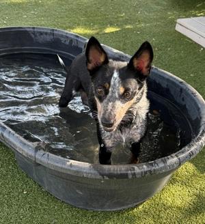 Dahlia HW+, Australian Cattle Dog Mix, adult, available for adoption