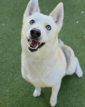 A white dog with blue eyes sitting on green grass.